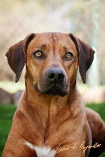 Rodeo ridgeback sales