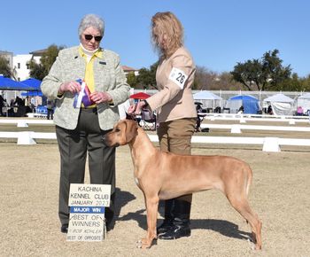 Una 4 point major under judge Joy Brewster in Jan. 2023 Kachina Kennel Club
