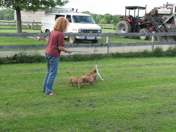 Intro to lure coursing - 6 weeks
