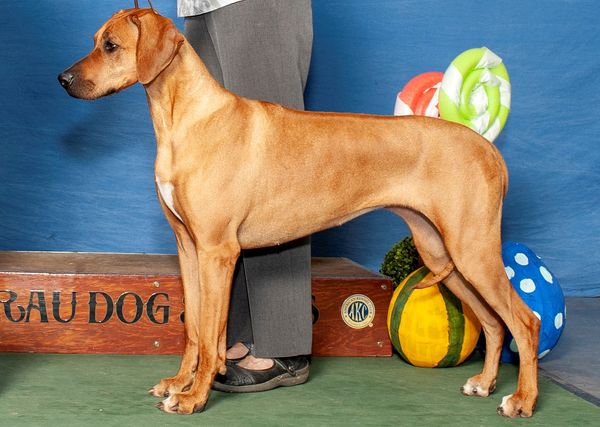 Calli - CH TerraCotta's Calliope by Orion is the pup we kept from Genny's litter sired by Zeus.