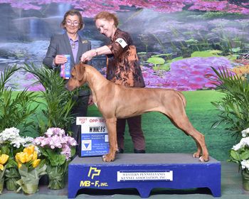 4/2/16 - WB & BOS at 9 months old under judge Joan Anselm
