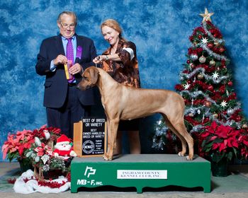BOB and BOBOH under judge John Wade late November 2015 in E. Lansing, MI. Her 4 month old daughter Genny won BOB and Puppy Hound Group 1 at the puppy match. Check out Genny's page for her photo.
