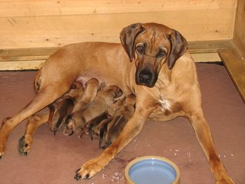 One is hiding - there are 7 pups in there somewhere born 7/31/11
