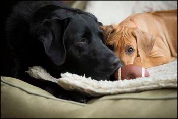 Resting after a hard game of football. Photo by Lisa Cueman.
