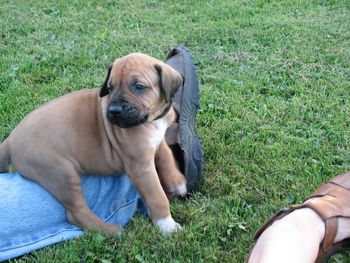 Black collar show boy.
