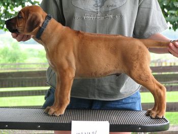 7 weeks-nice moderate angles, nice forechest, nice puppy
