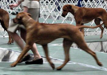 Moving at the Erie Kennel Club shows Jan. 2010
