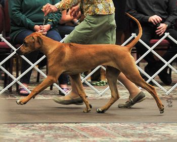 movement shot from 2019 RRCUS National 6-9 mo puppy class
