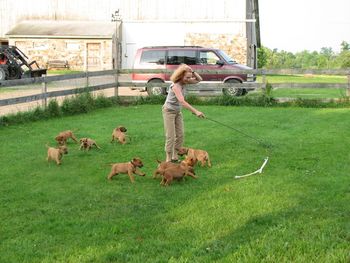 More coursing practice at 7 weeks
