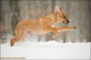 Morgan's first captured snow day. Photo by Lisa Cueman.
