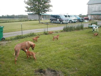 Rheba with her pups
