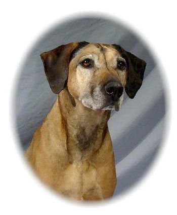 My first Ridgeback, Kali. She taught me most of what I know about the breed.
