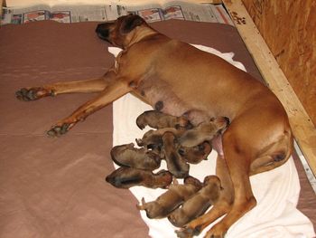 9/28/12 Tana and pups - One day old
