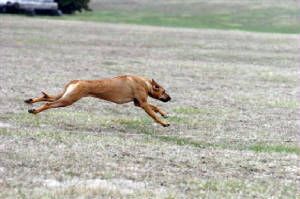 Extended part of the double suspension gallop.
