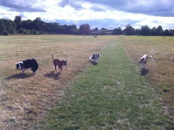 CRACKER, AUDREY, GEM AND WIZZY ON THEIR WALK WITH ME

