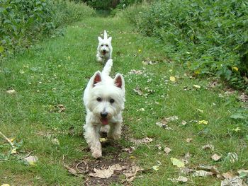 WESTIE SISTERS LAIKA AND MIA HAVING FUN IN THE WOODS
