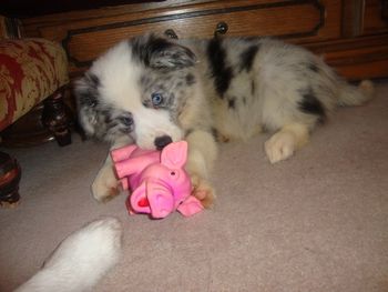 8 WEEK OLD BORDER COLLIE PUP GEM - HOW CUTE IS SHE !!!
