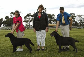 Nola BISS and Boris RUBISS at Labrador Retriever Club of SA
