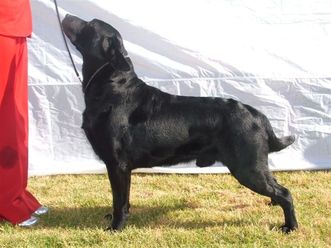CHANPEMA KENNELS - Jack CHANPEMA KENNELS - Jack