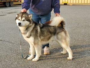 Skagway is currently in Canada at Tonomi Kennels.
