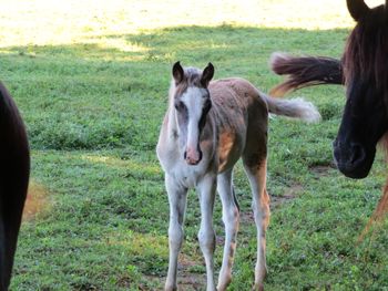 SOLD#7  SilverDapple Filly $1950 SOLD
