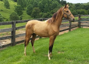Too  Much to Sell  filly $2800  reg TWHBEA
