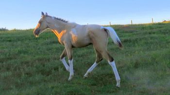 SOLD #2 BUCKSKIN COLT $1500
