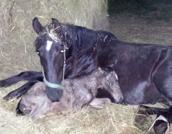 Foaling season starts again!
