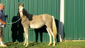 ON DEPOSIT Spitting Silver is a very nice splashy Silver Dapple. These pictures do not show how deep her color is now, sorry my camera could be better. We expect her to mature over 15 hands. Very beautiful filly with an unique look. A real stand out at $1950
