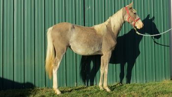 ON DEPOSIT Spitting Silver is a exceptionally nice 2 year old silver dapple filly. Will mature to 15 or + hands.
