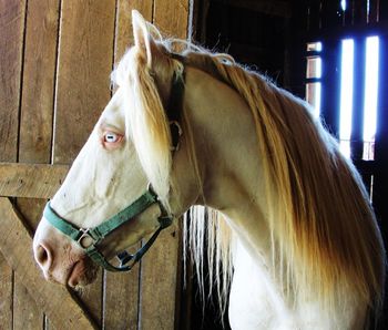 Pleasant Run Cream Man (barn name Utah) is a double Agouti perlino. His dna AACrCrEe promises you an 88% chance of producing a buckskin foal out of all Bay and Black mares. The other 12% are guaranteed palomino. All sorrel mares have a 50/50 chance for palomino or buckskin. He eliminates all smokey blacks.Along with color he has the gentle disposition and is producing gait that all trail pleasure riders seek.
