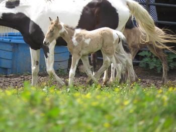 SOLD#8 Buckskin Toby Filly SOLD TO WV
