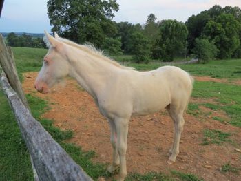 5 AACrCrEE perlino Filly, injured but healing nicely, will be availabel for sale soon.
