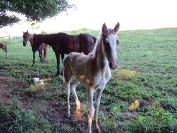 SOLD # 7 Silver Dapple Filly $1950 SOLD
