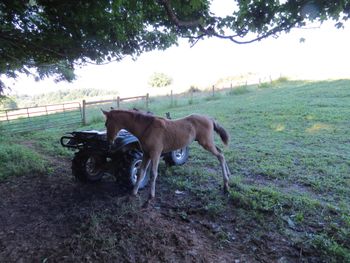 SOLD#6 Buckskin colt $1350 SOLD
