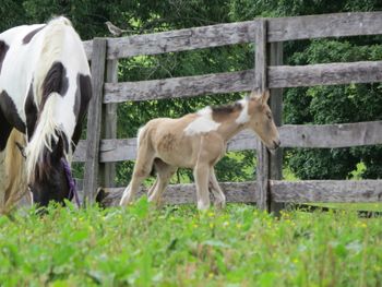 SOLD#8 Buckskin Toby filly SOLD TO WV
