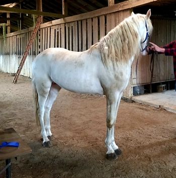 Prospector's Dream Genes is 15.2 hands cremello
