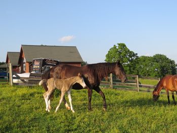 5 Silver Dapple filly with 4 stockings and blaze. By Hicks Bounty Hunter out of Annie's Spirit
