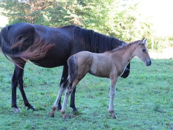 SOLD #6 Buckskin colt $1350 SOLD
