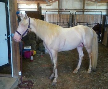 Via's Avalanche   AACrCrEE, produces 100% buckskin color with all red, black and bay mares.

