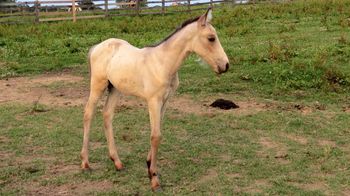 SOLD#1 Blue Roan Buckskin Filly$1350 SOLD
