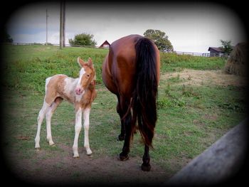 SOLD #3 Palomino Toby Filly $1350
