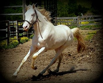The Buck's Kin Maker started his stallion career this year. We look forward, Lord willing, to some extraordinary Buckskin Walkers on the ground next spring! This perlino stallion is double agouti and double black!  100% buckskins produced with any black , bay or red mare!
