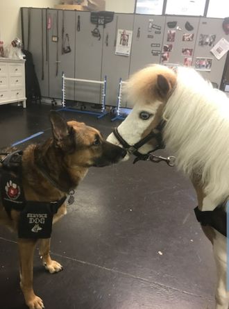 GSD with Miniature Horse