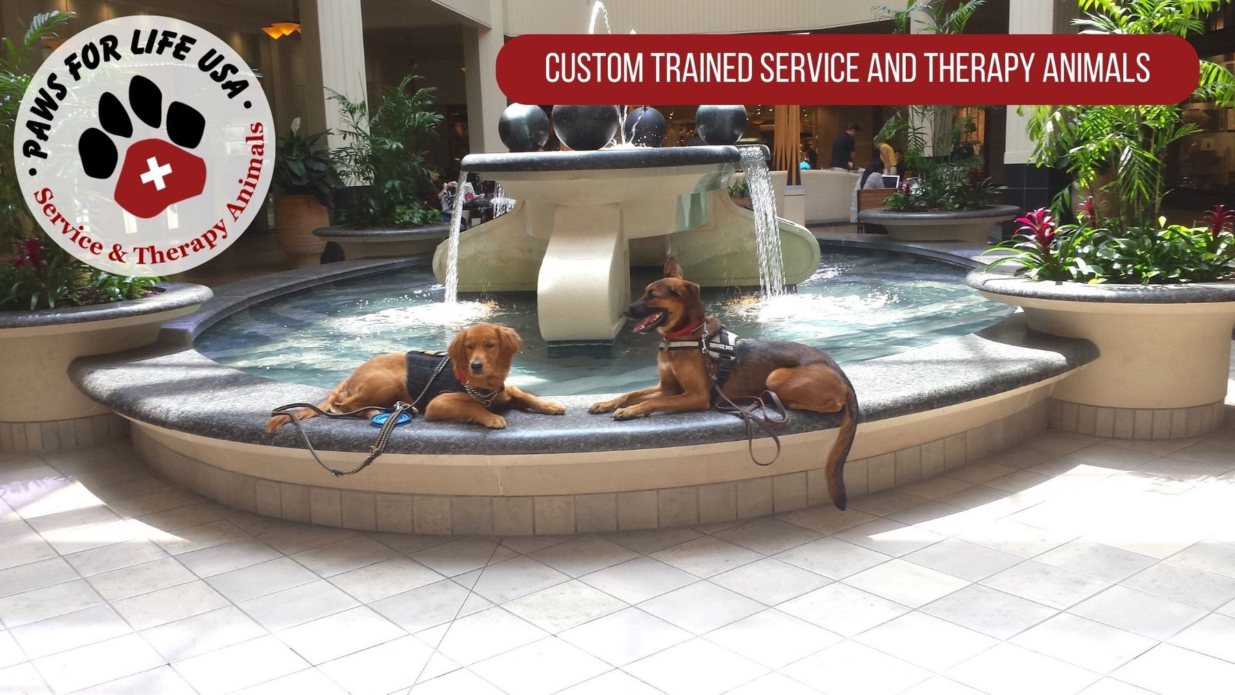 Paws For Life USA Education & Training