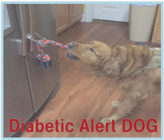 Diabetic Alert Dog
