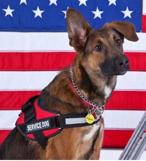 McKenzie - GSD Service Dog with American Flag