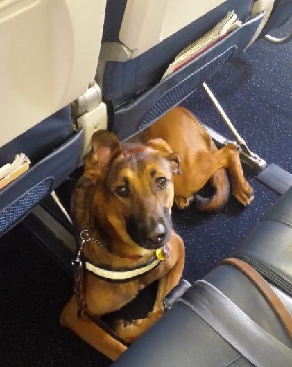 Makensie - GSD Service Dog on Airplane