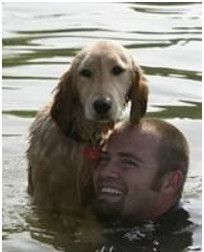 Alert Dog swimming with person