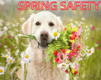 Spring Safety Info
